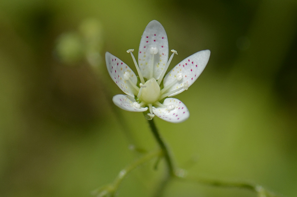 Saxifraga rotundifolia / Saxifraga a foglie rotonde